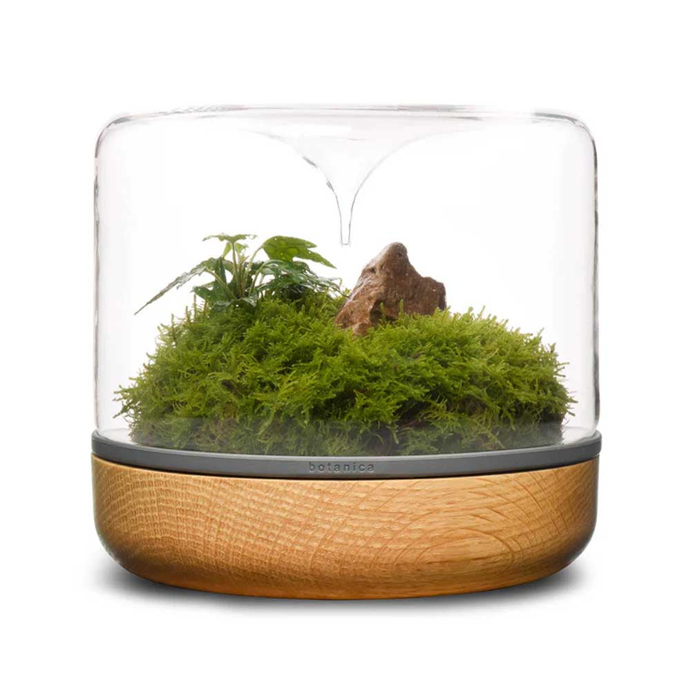 LULU & ANGEL: Sanctuary M Rainforest Terrarium | Oak