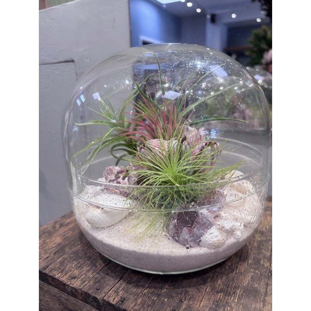 LULU & ANGEL: Seascape Globe Terrarium