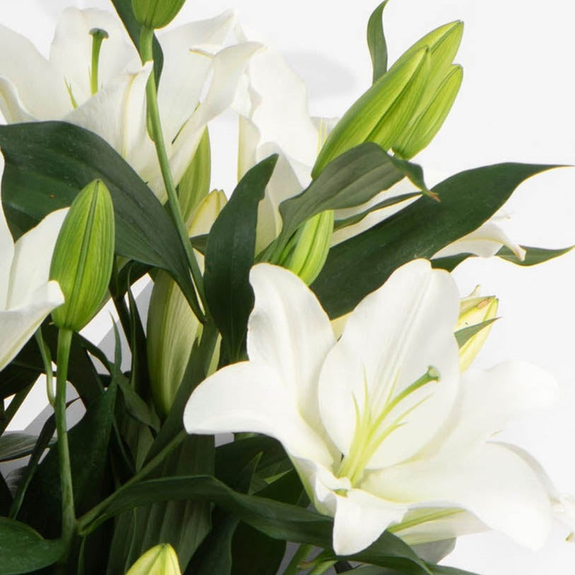 FRESHLY CUT LILIES: White