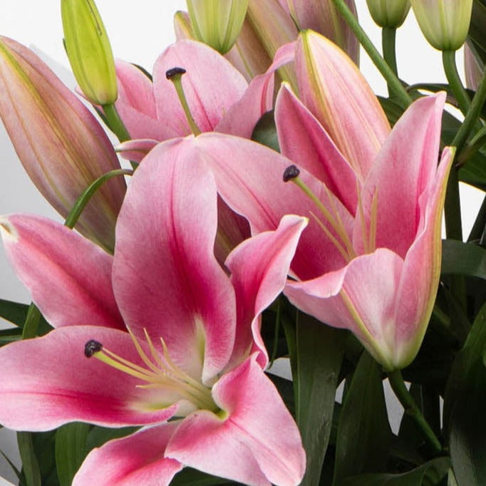 FRESHLY CUT LILIES: Pink