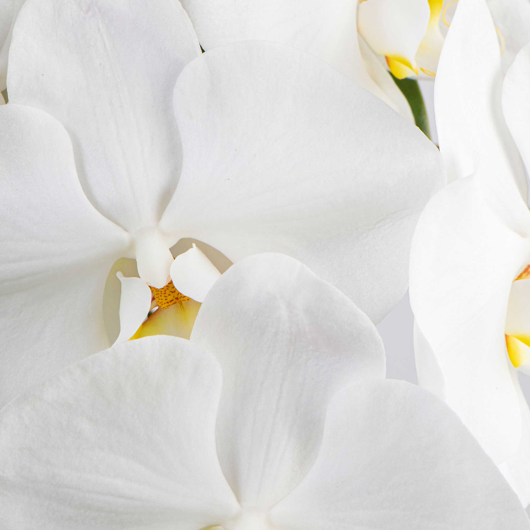 POTTED ORCHIDS IN GLASS