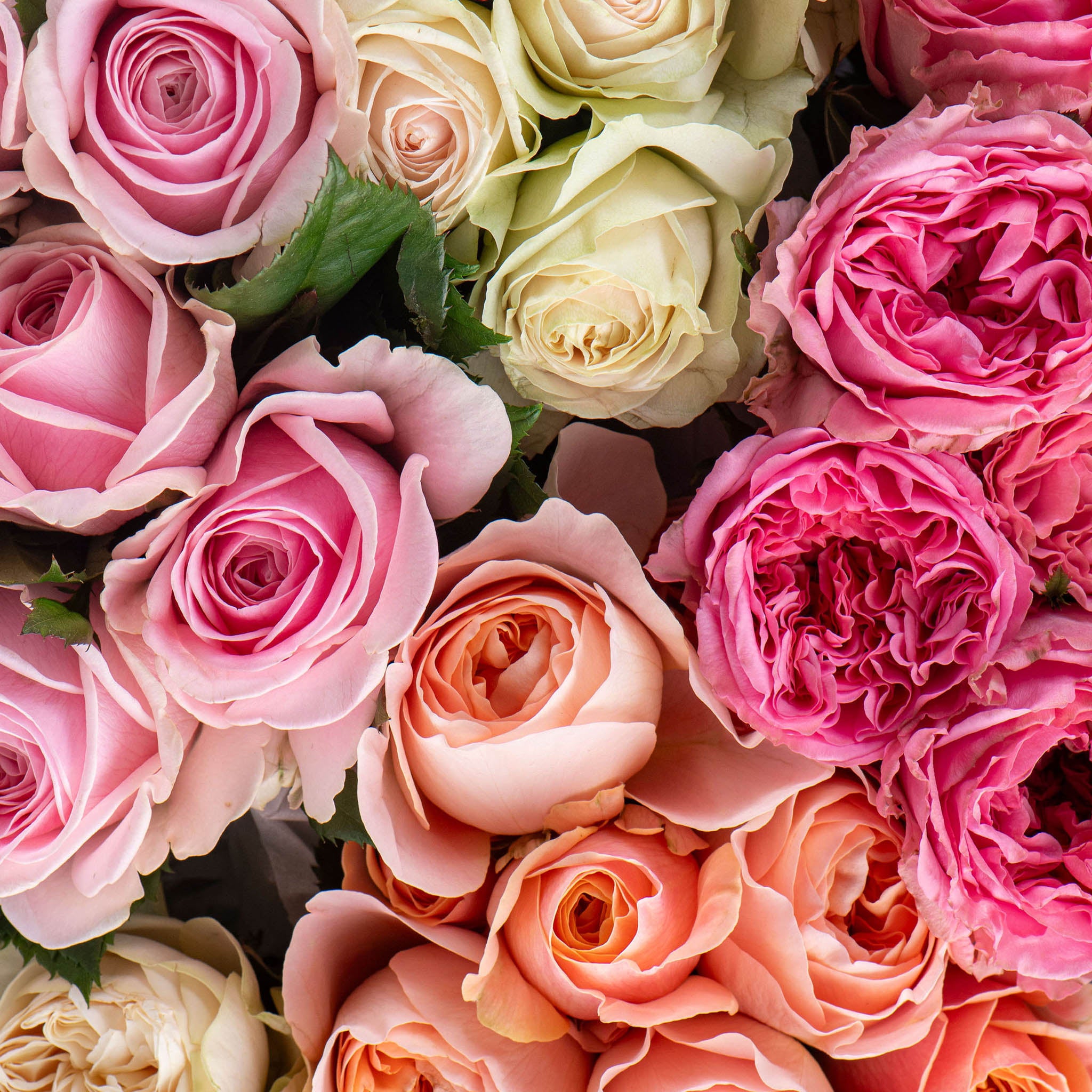 FRESHLY CUT ROSES: Soft & Pretty
