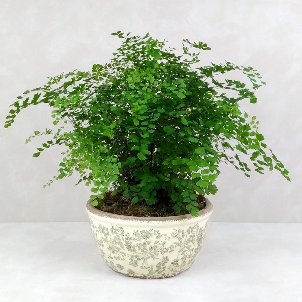 FERN VINTAGE PLANTER: Green | Large