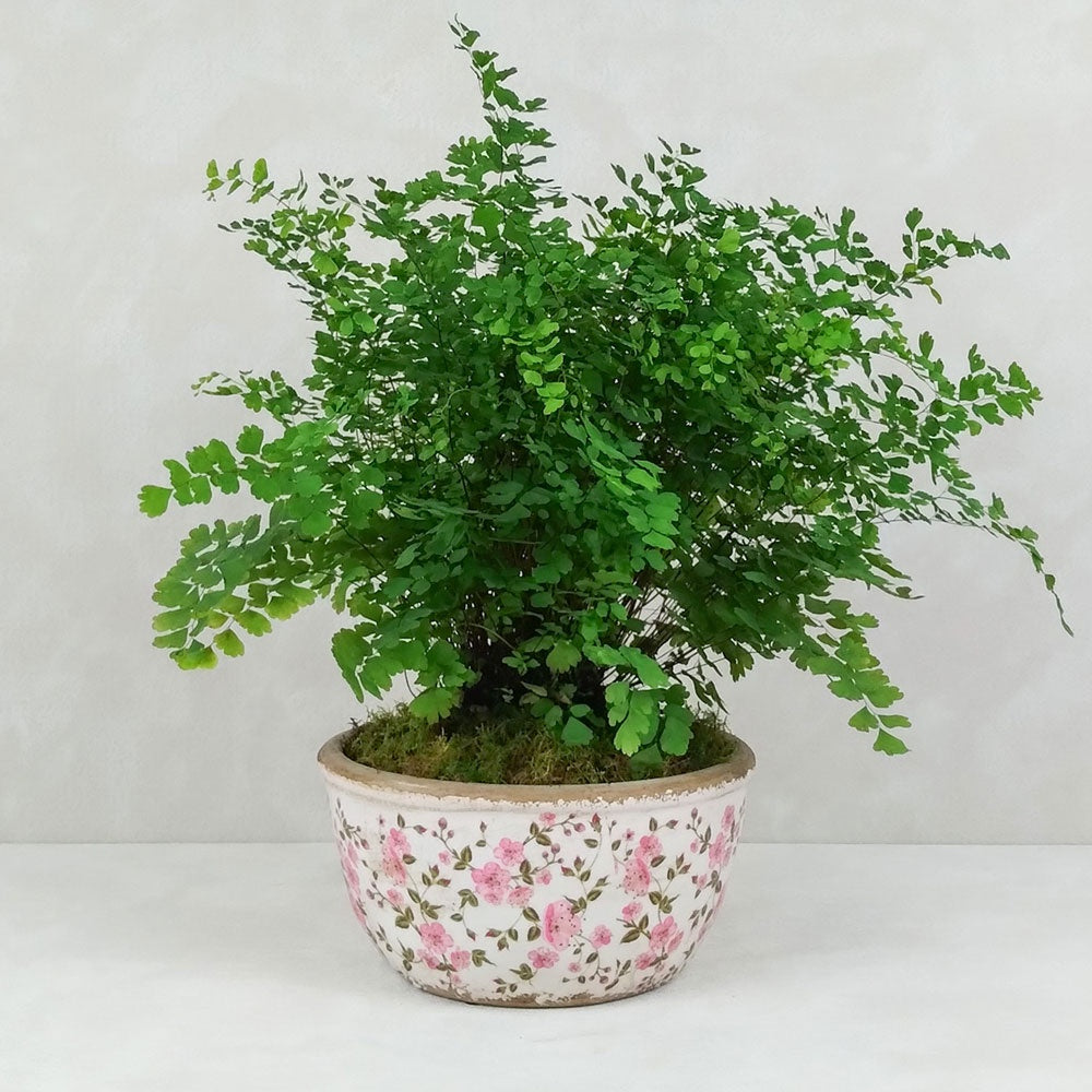 FERN VINTAGE PLANTER: Pink | Medium