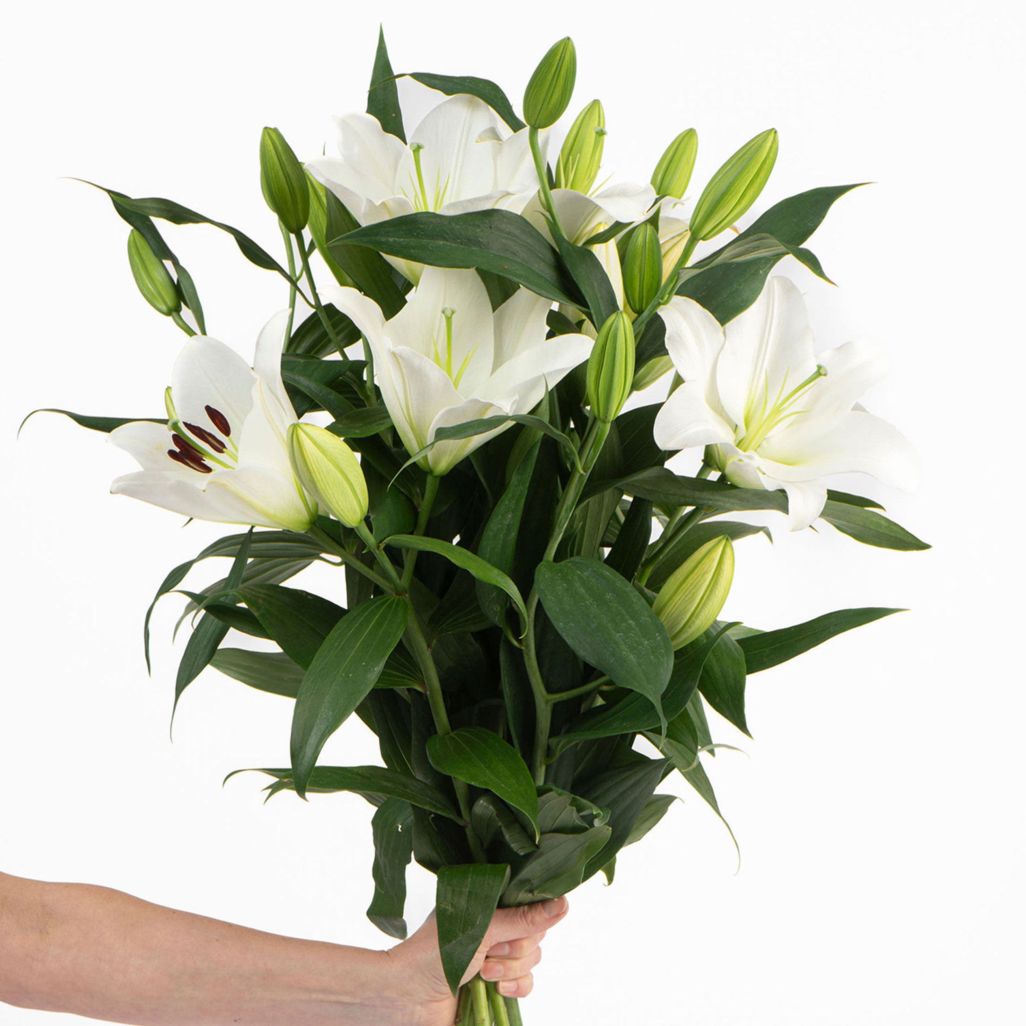 FRESHLY CUT LILIES: White