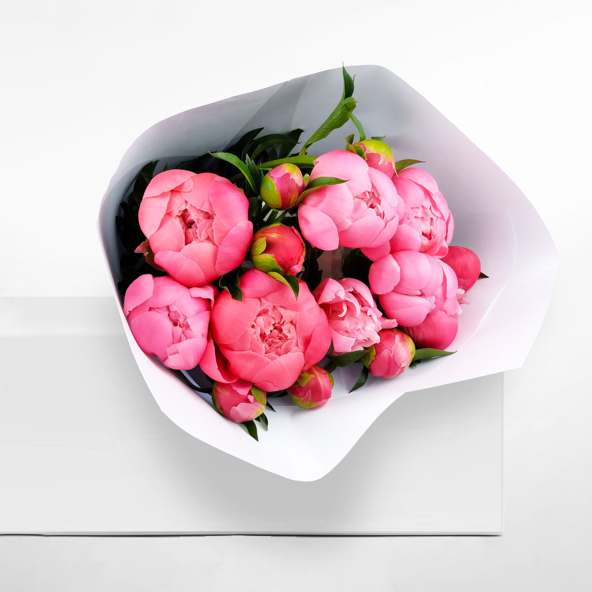 FRESHLY CUT PEONIES: Coral