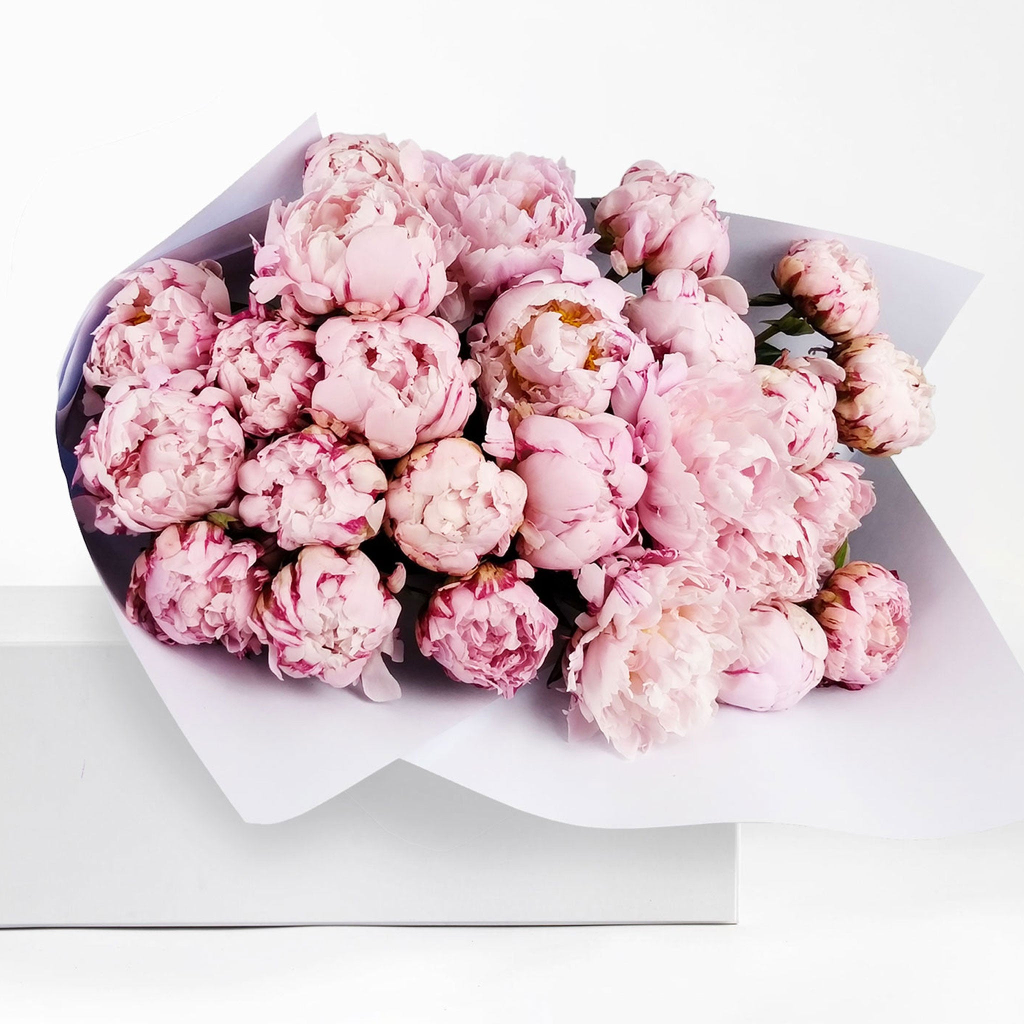 FRESHLY CUT PEONIES: Pink