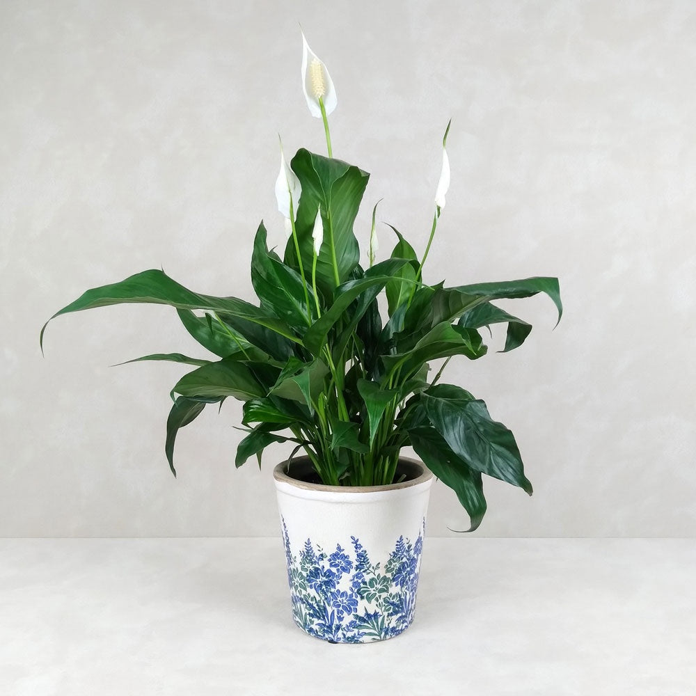 PEACE LILY VINTAGE POT: Blue
