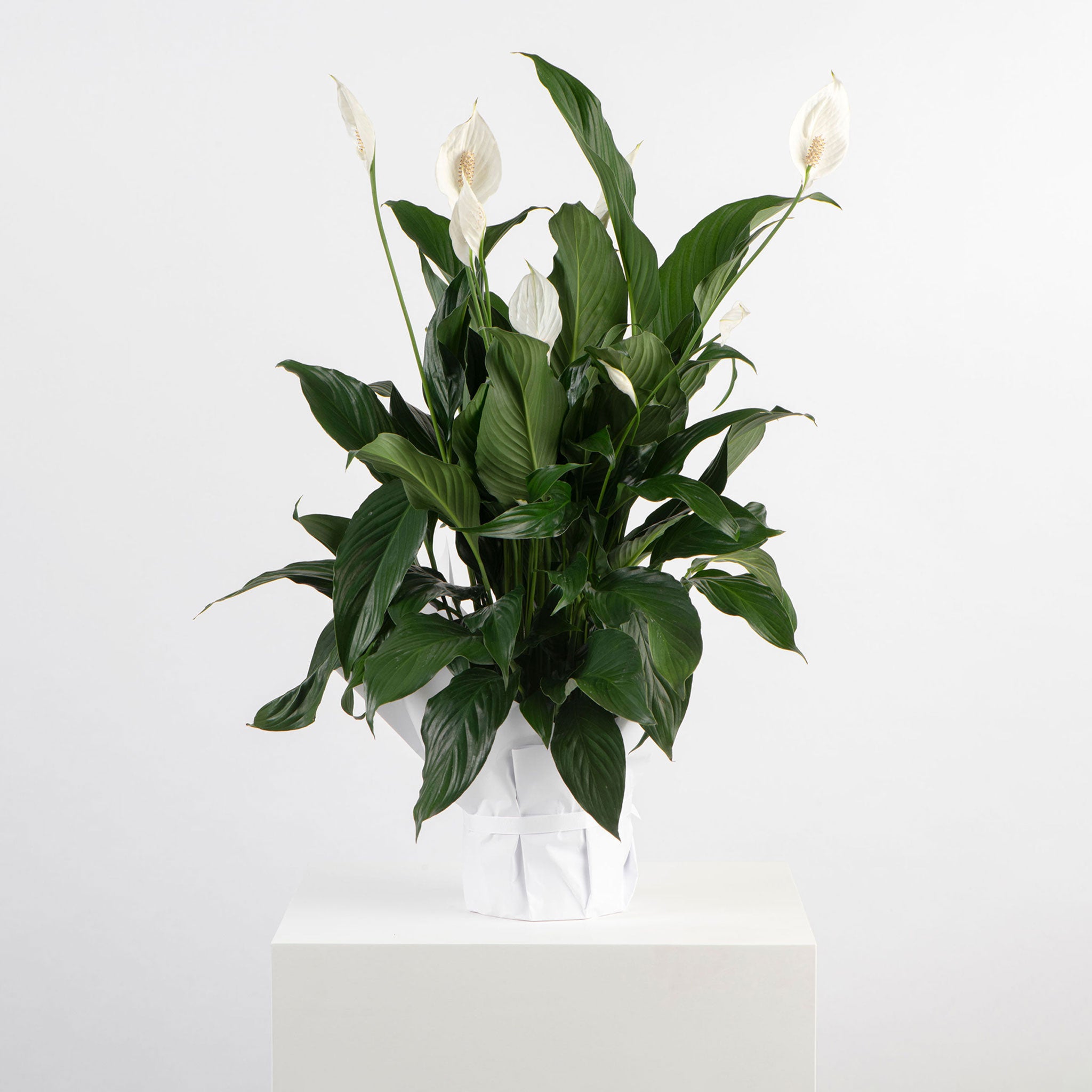 PEACE LILY: Plant