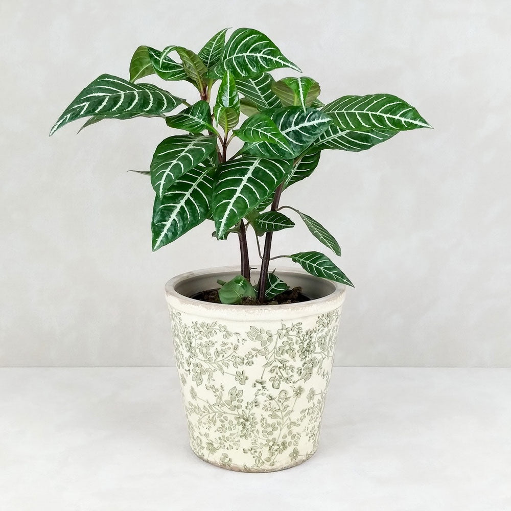ZEBRA PLANT VINTAGE POT: Green