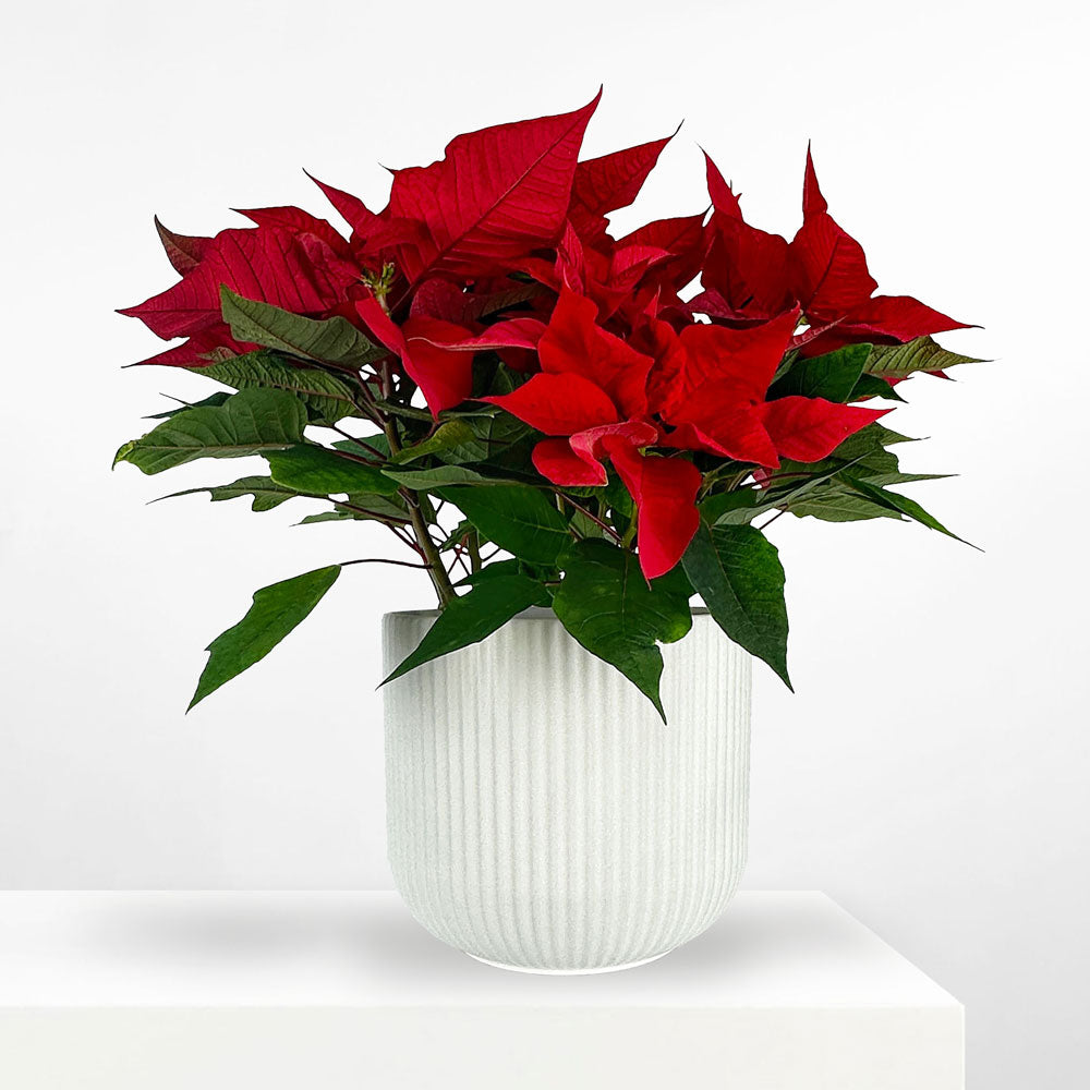 POINSETTIA: Ceramic Pot | White