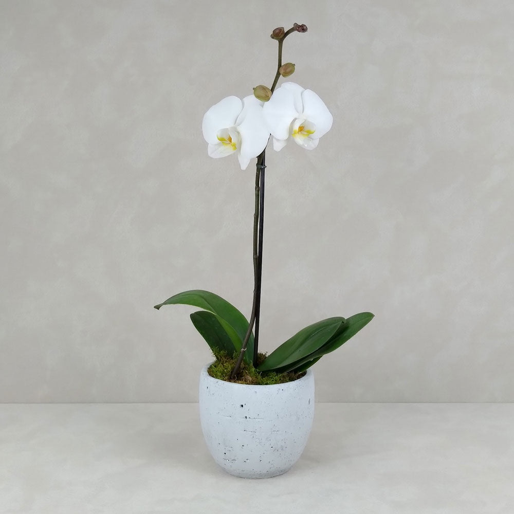 POTTED ORCHID CEMENT POT