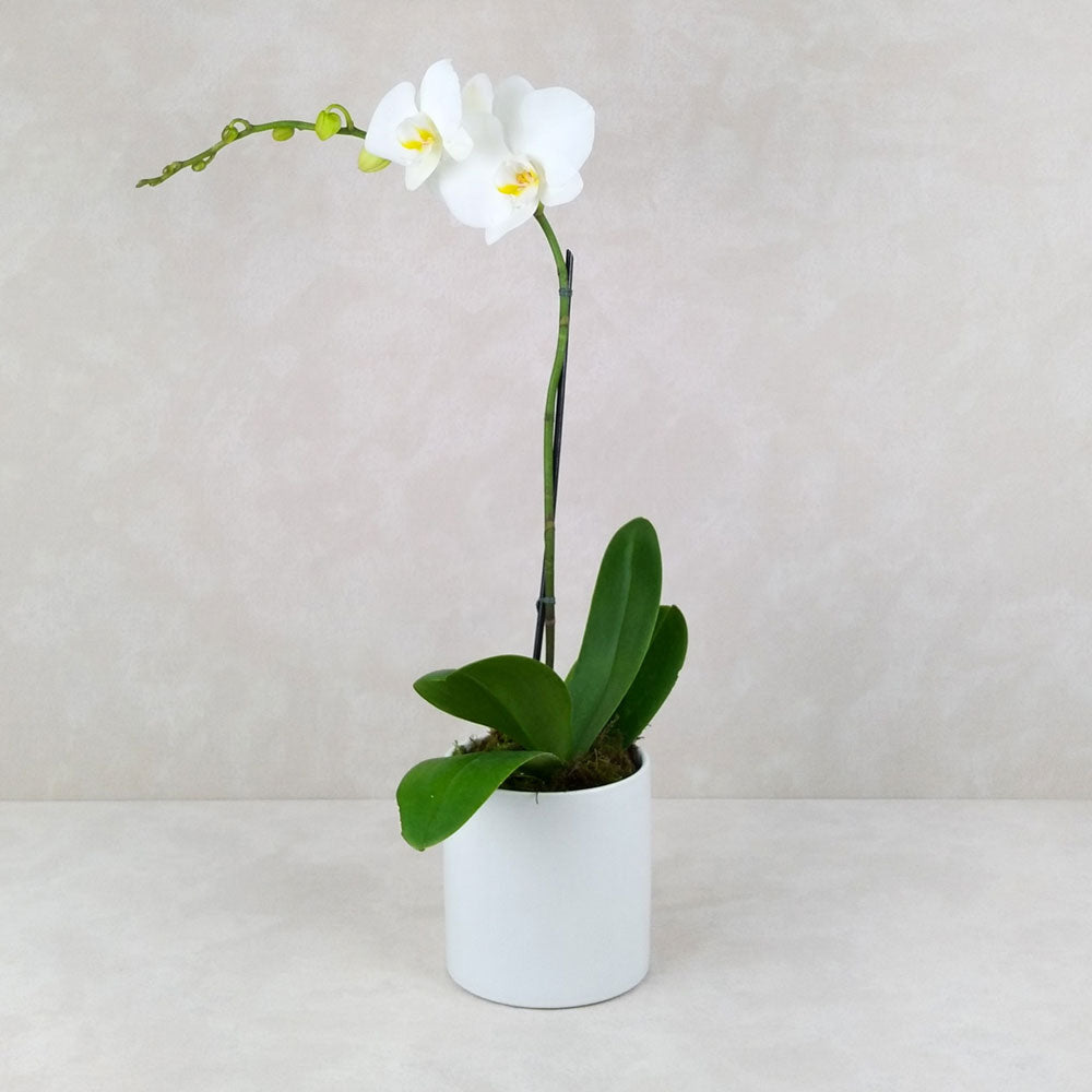 POTTED ORCHID CERAMIC POT
