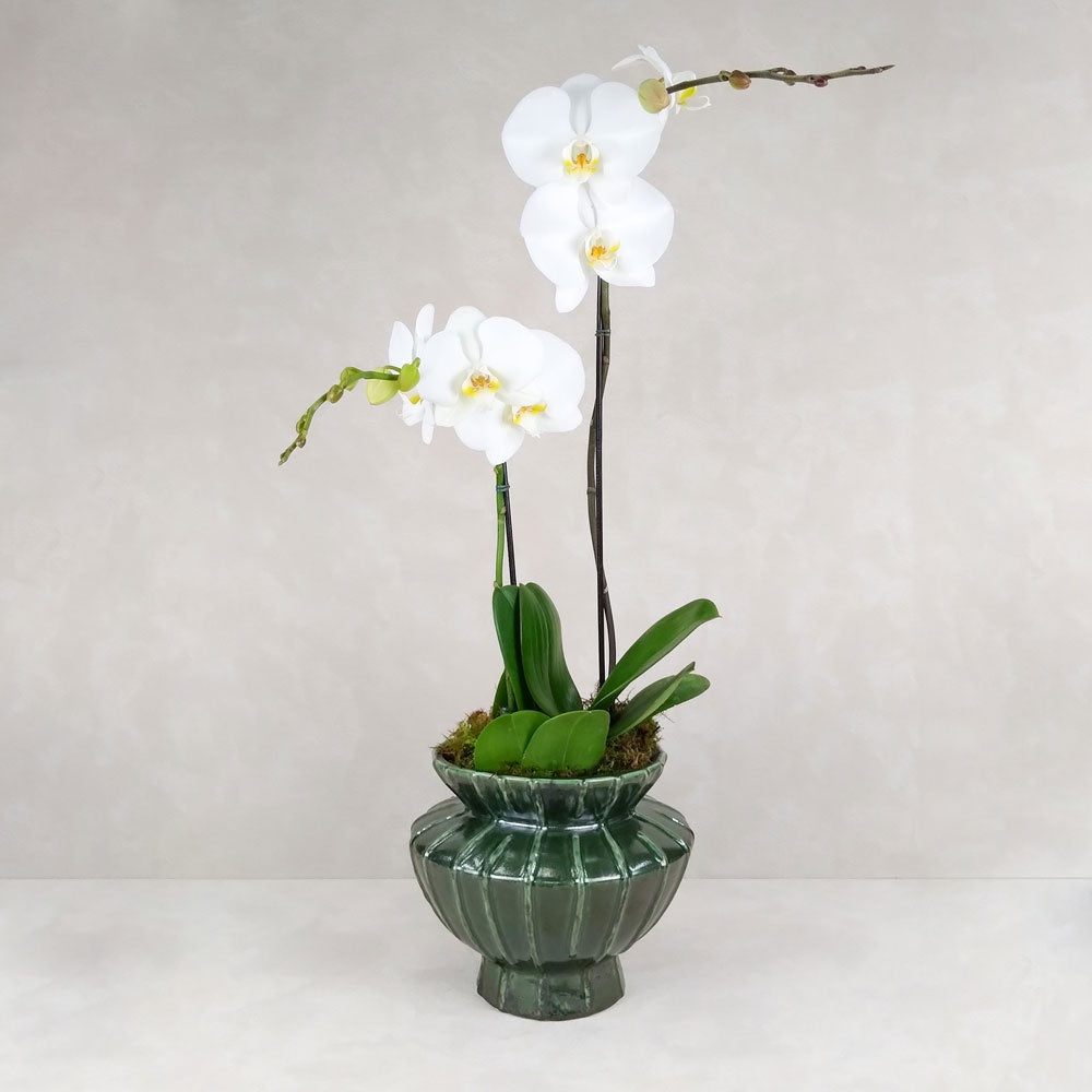 POTTED ORCHID FORTE POT: Emerald