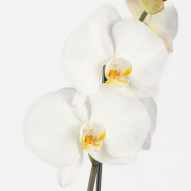 POTTED ORCHID IN CERAMIC: White