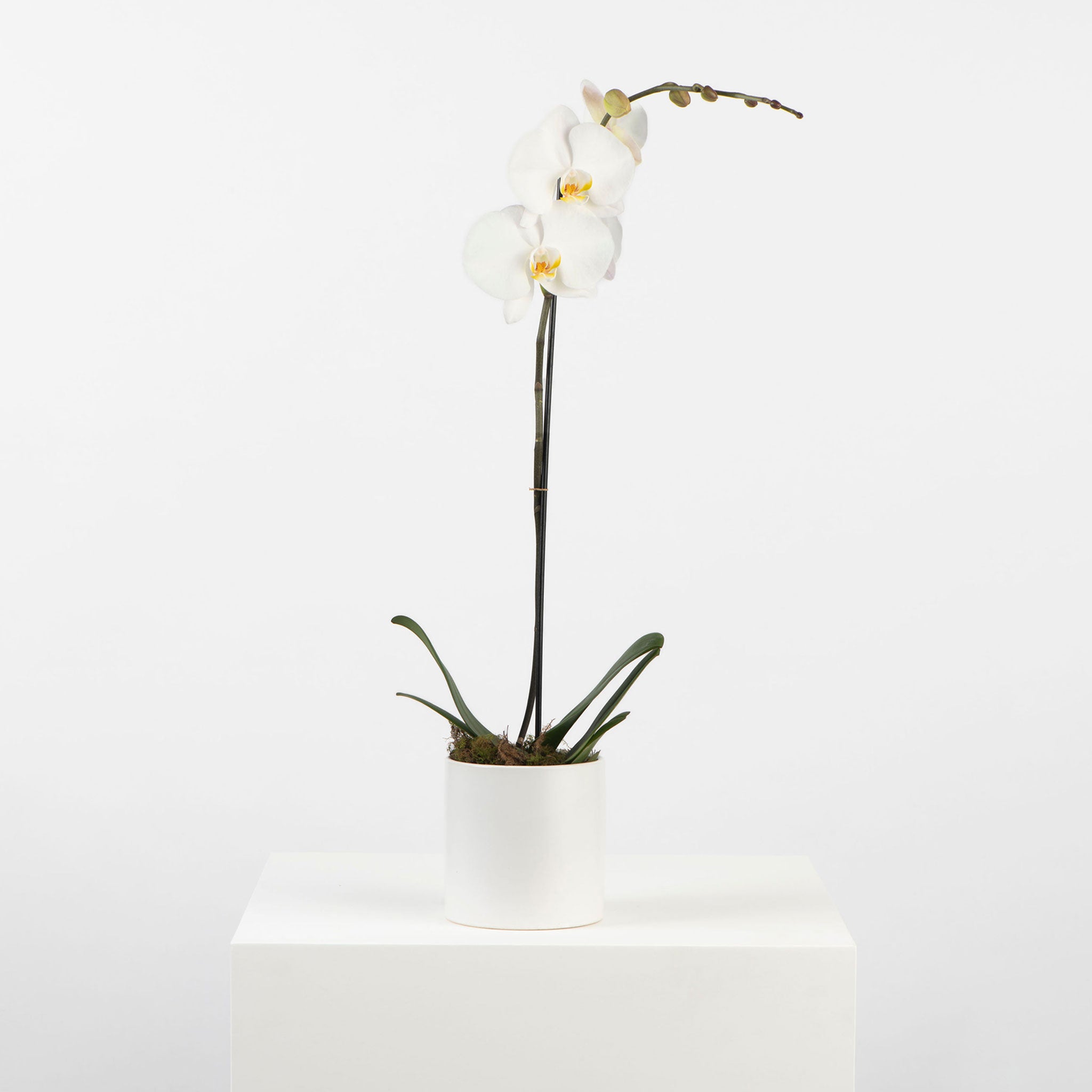 POTTED ORCHID IN CERAMIC: White