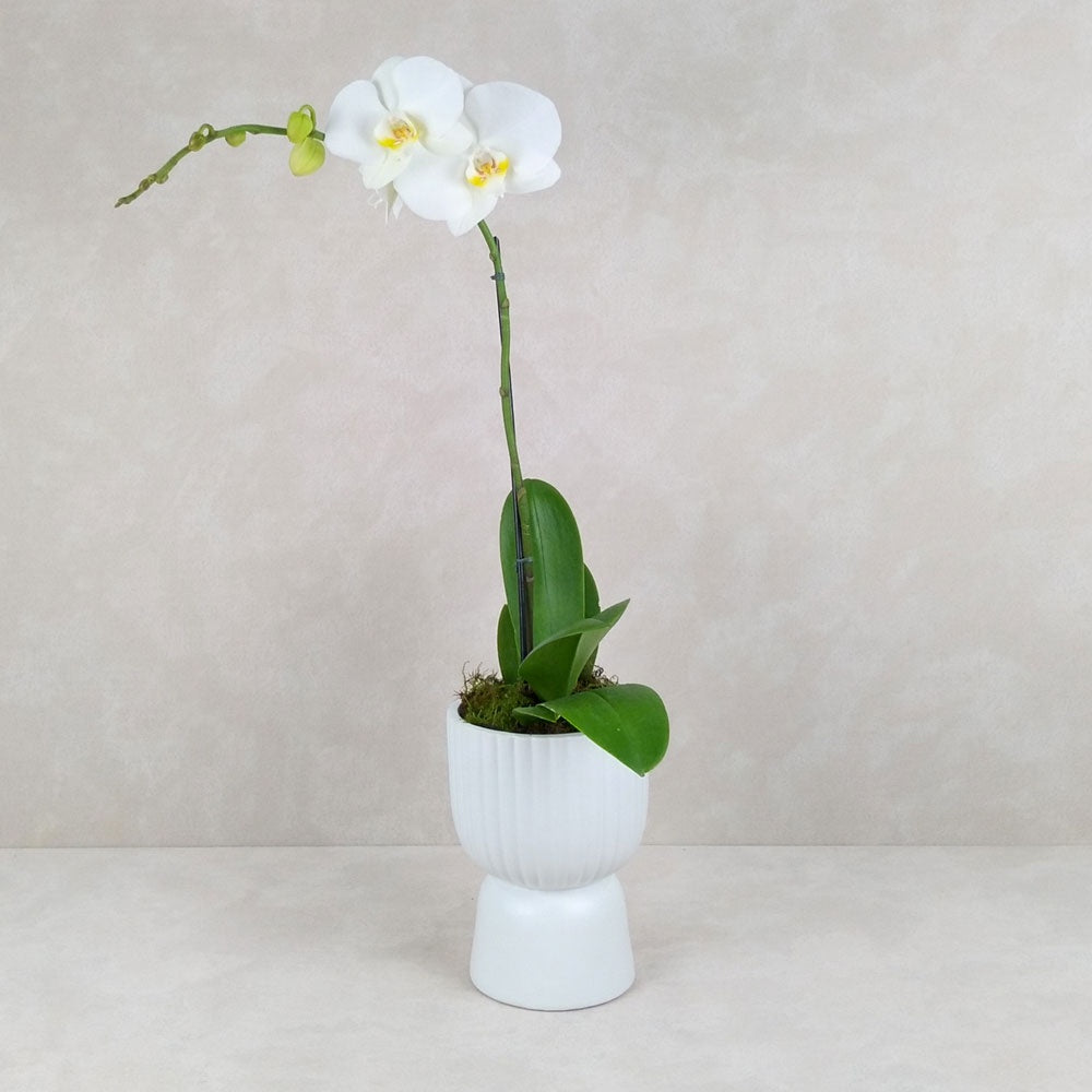 POTTED ORCHID LUXE POT