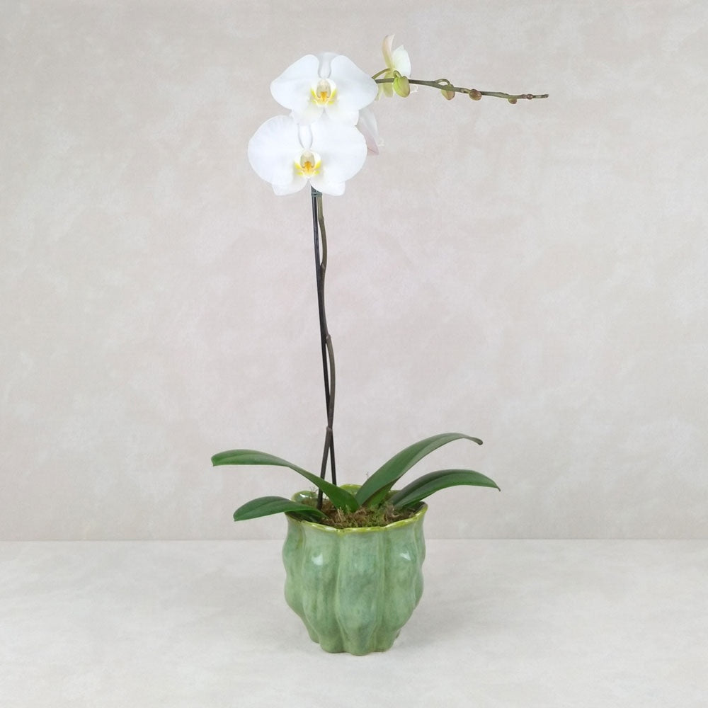 POTTED ORCHID PETAL POT: Basil