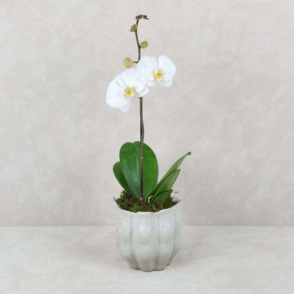 POTTED ORCHID PETAL POT: Bone