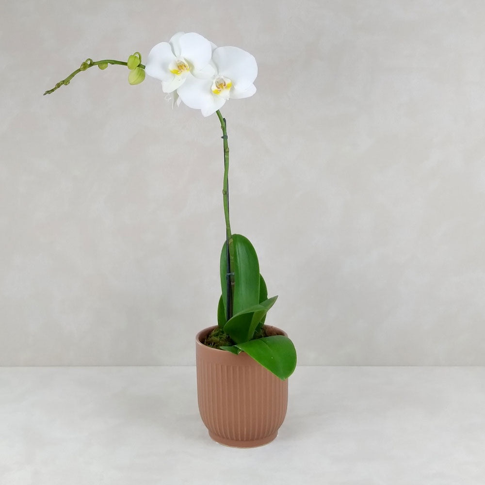 POTTED ORCHID RIBBED POT