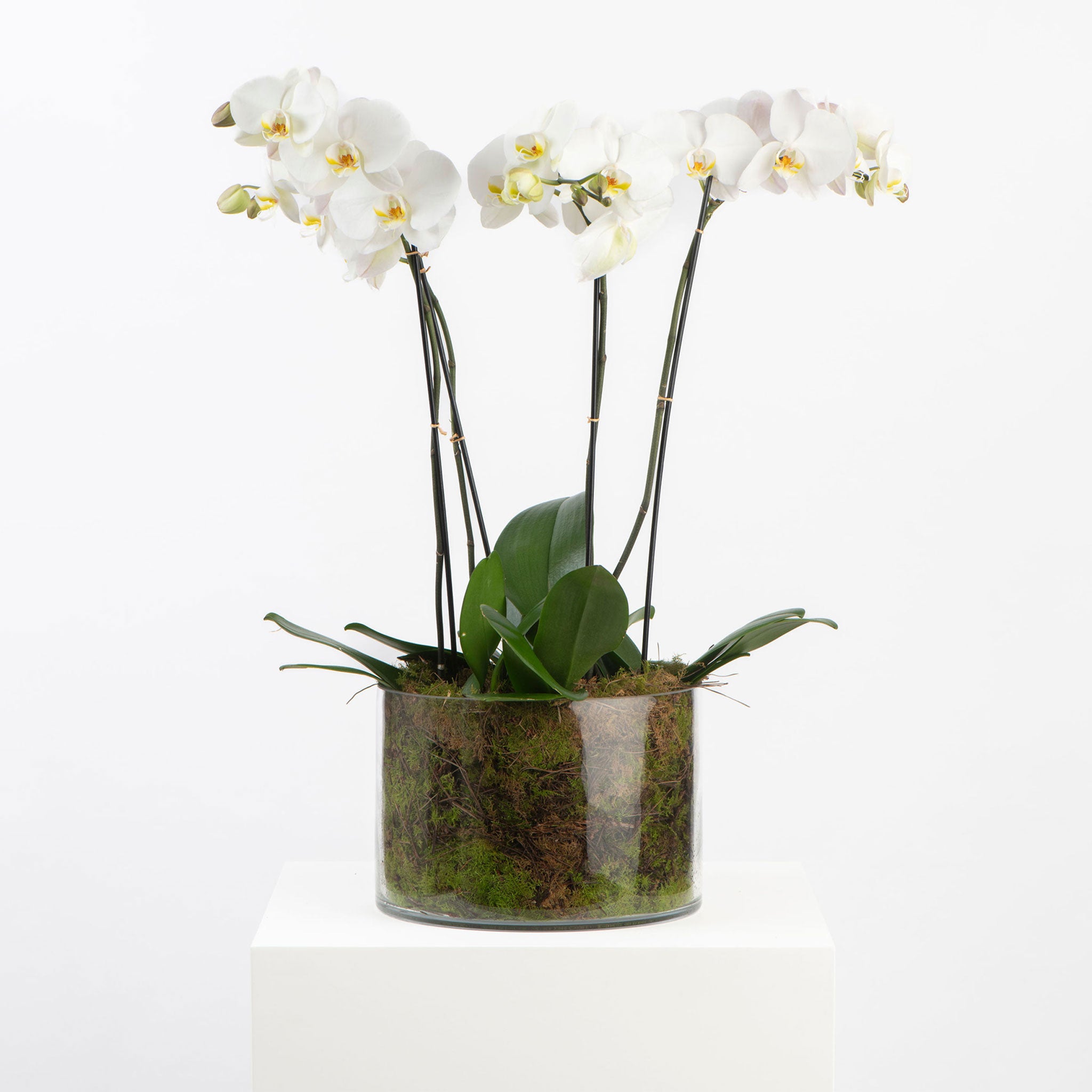 POTTED ORCHIDS IN GLASS