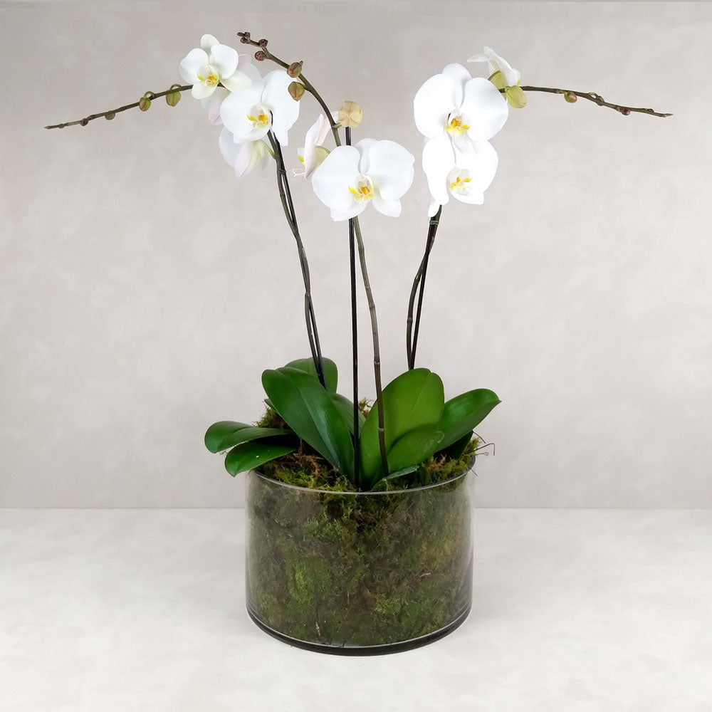 POTTED ORCHIDS IN GLASS