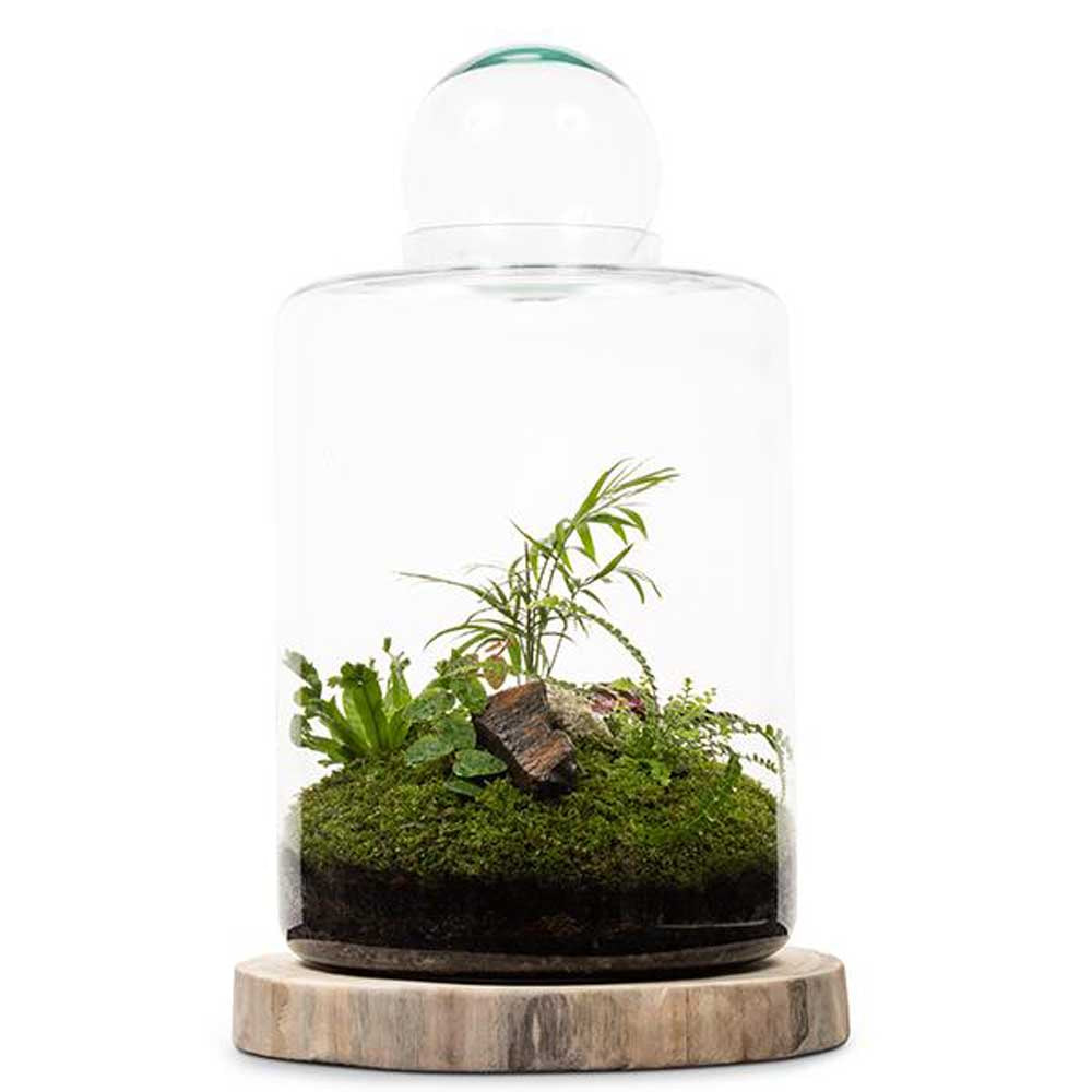 LULU & ANGEL: Garden Of Eden Terrarium