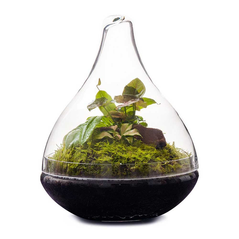 LULU & ANGEL: Pixie Terrarium | Wide