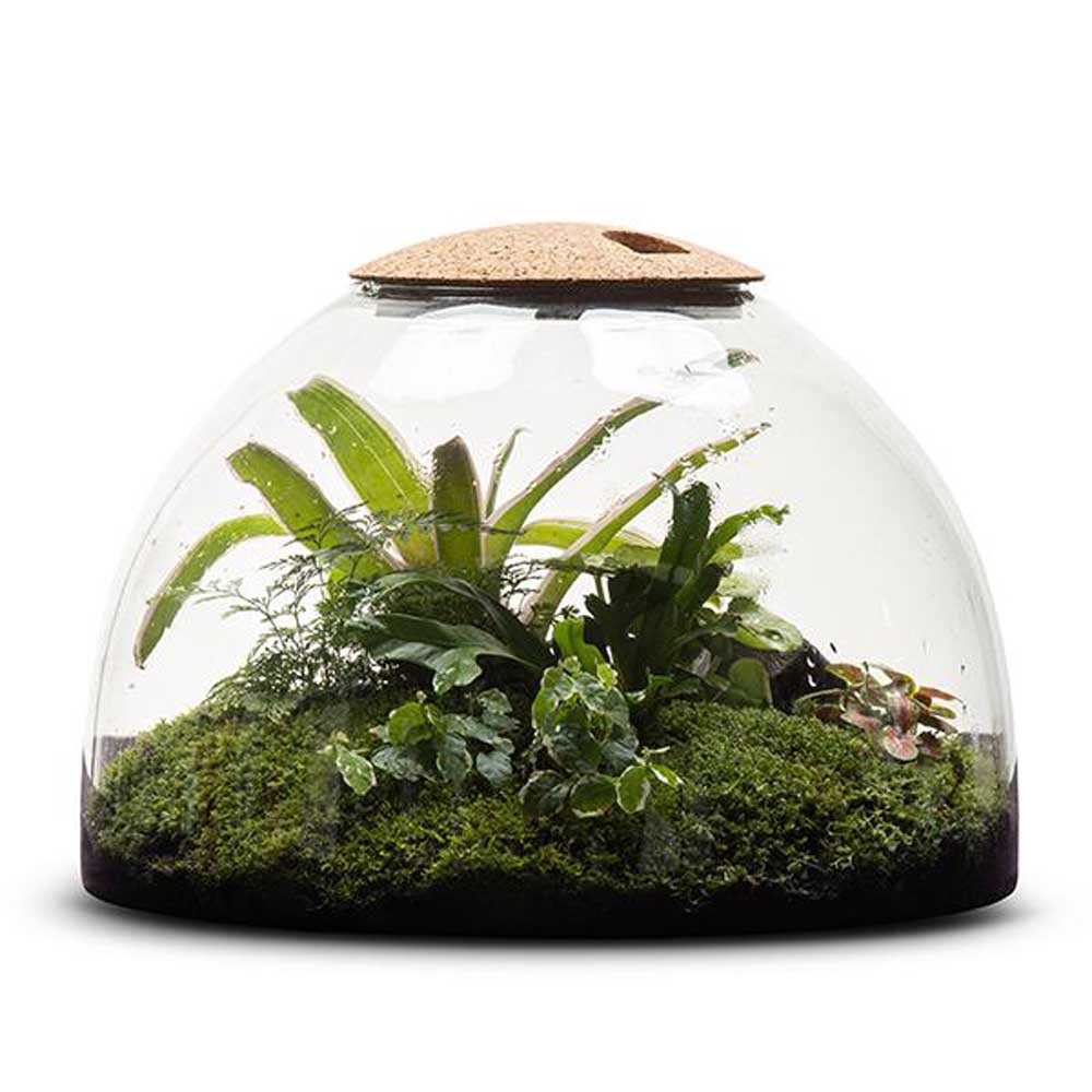 LULU & ANGEL: Rainforest Conservatory Terrarium
