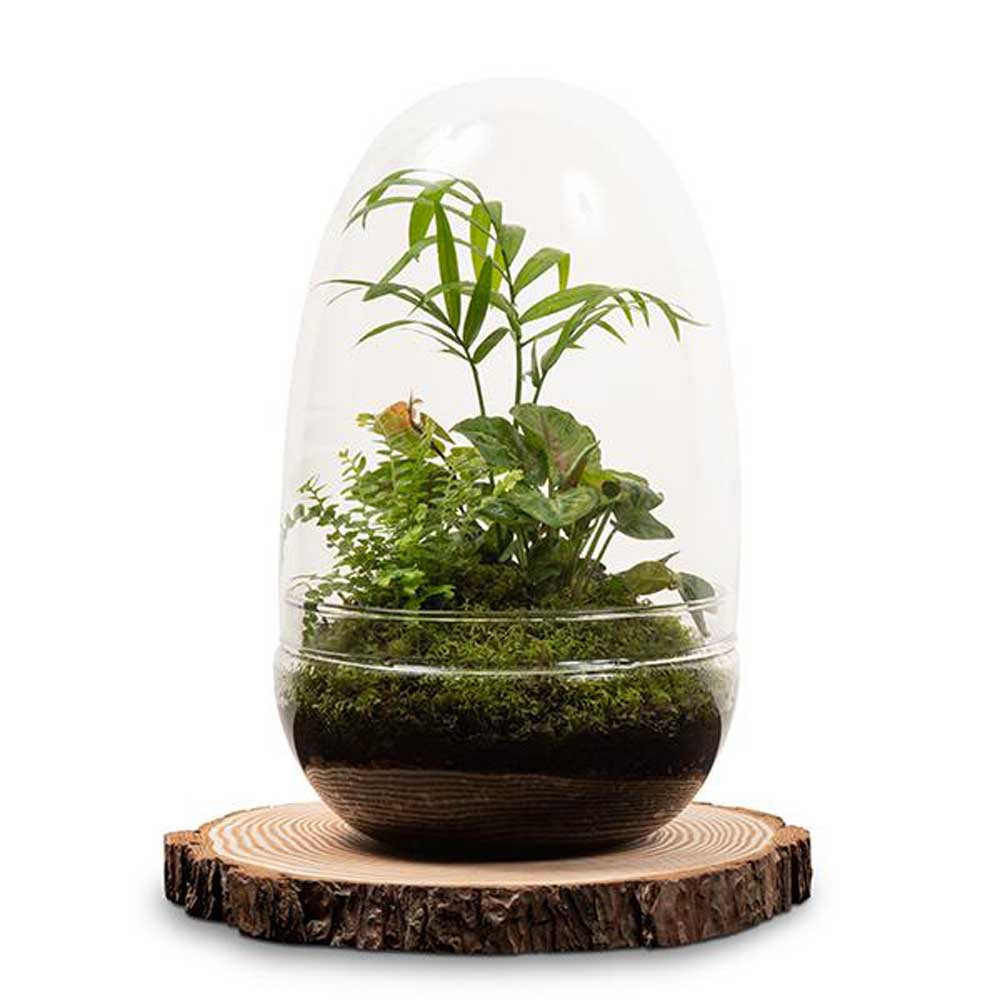 LULU & ANGEL: Rainforest Egg Terrarium