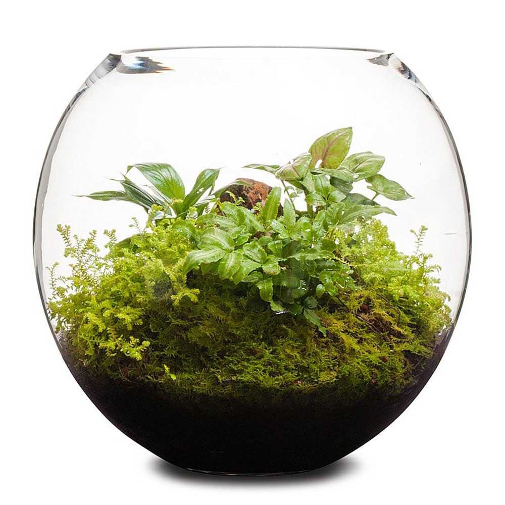 LULU & ANGEL: Revival Fishbowl Terrarium | Large