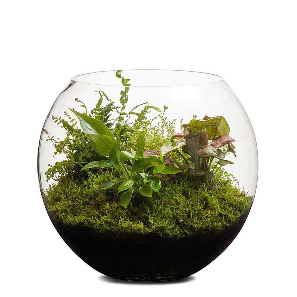 LULU & ANGEL: Revival Fishbowl Terrarium | Medium