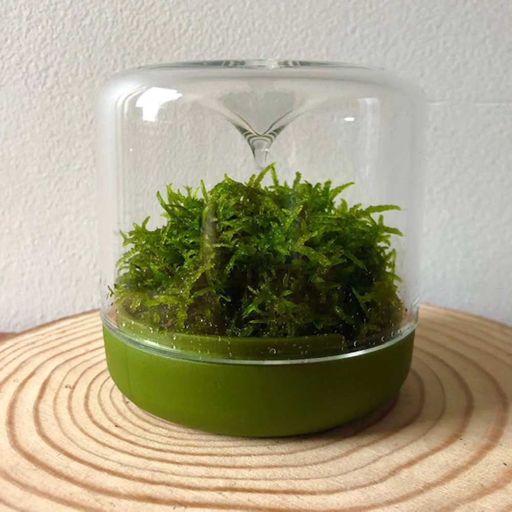 LULU & ANGEL: Sanctuary S Rainforest Terrarium | Moss