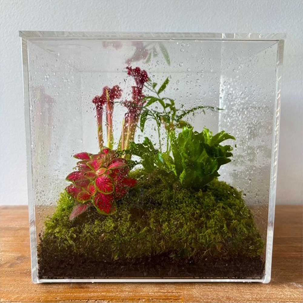 LULU & ANGEL: Cube Terrarium