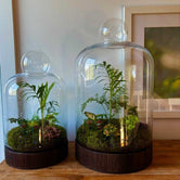 LULU & ANGEL: San Jose Terrarium | Dark Wood - Medium