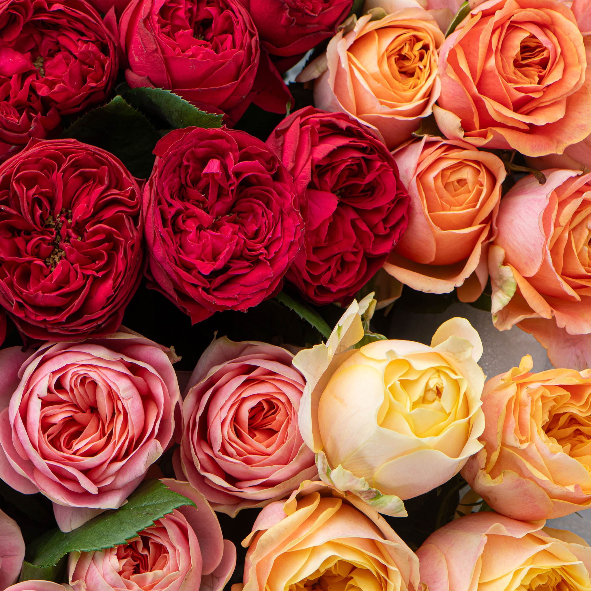 FRESHLY CUT ROSES: Bright & Cheerful