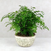 FERN VINTAGE PLANTER: Green | Large