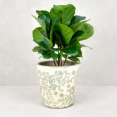 FIDDLE LEAF FIG VINTAGE POT: Green