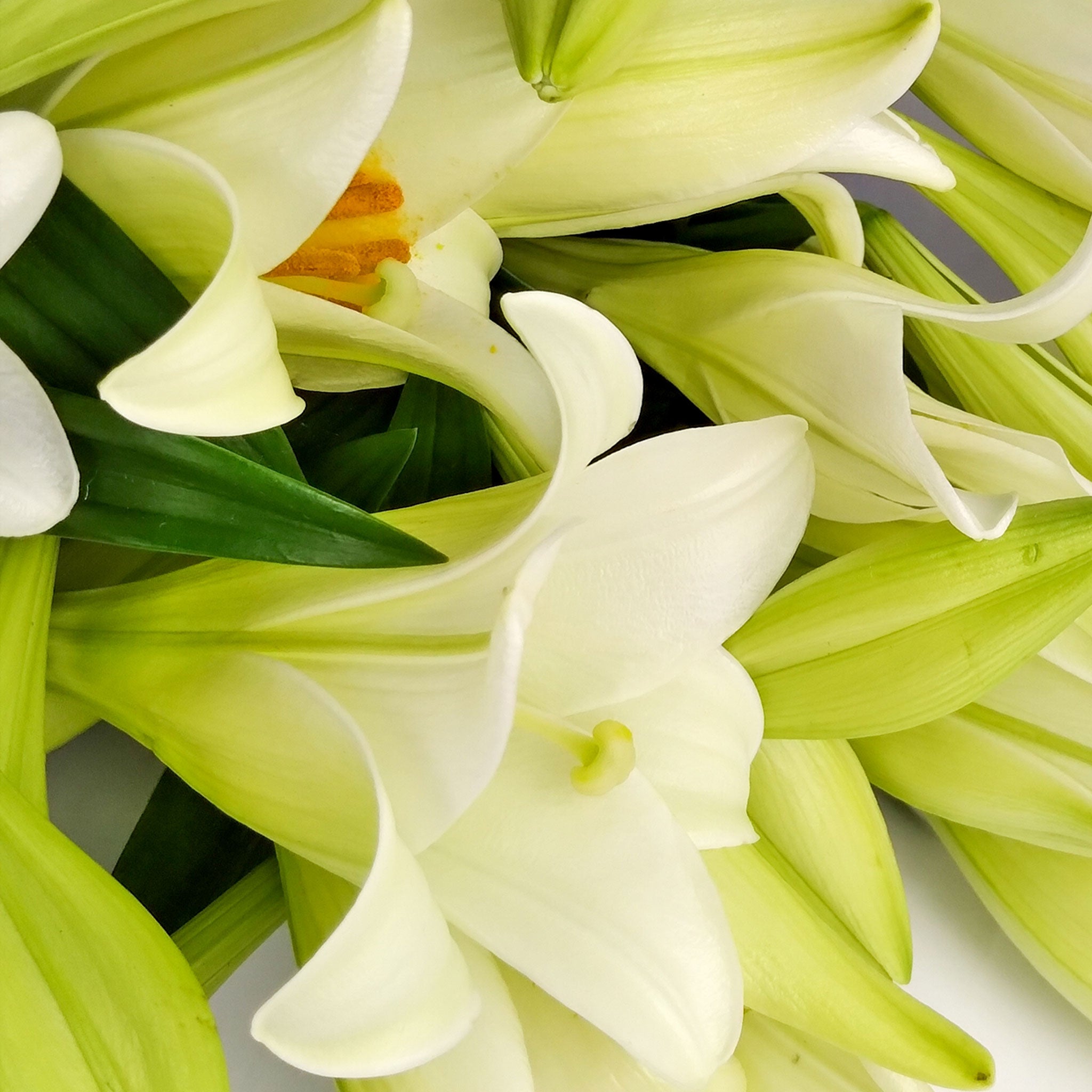 FRESHLY CUT CHRISTMAS LILIES