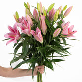 FRESHLY CUT LILIES: Pink