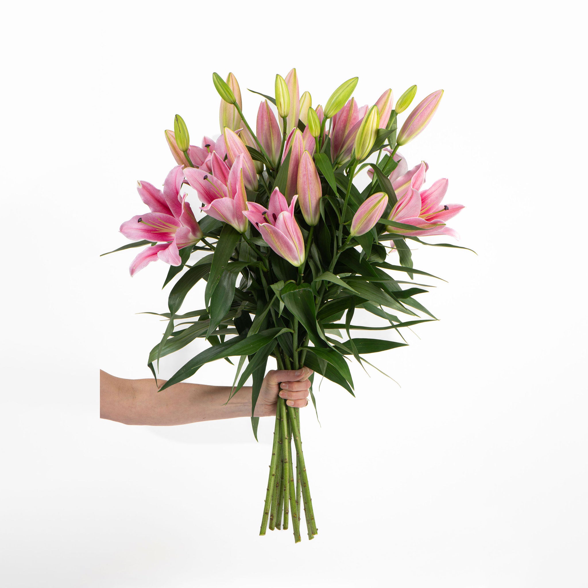 FRESHLY CUT LILIES: Pink