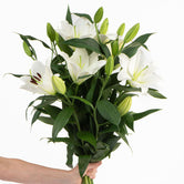 FRESHLY CUT LILIES: White