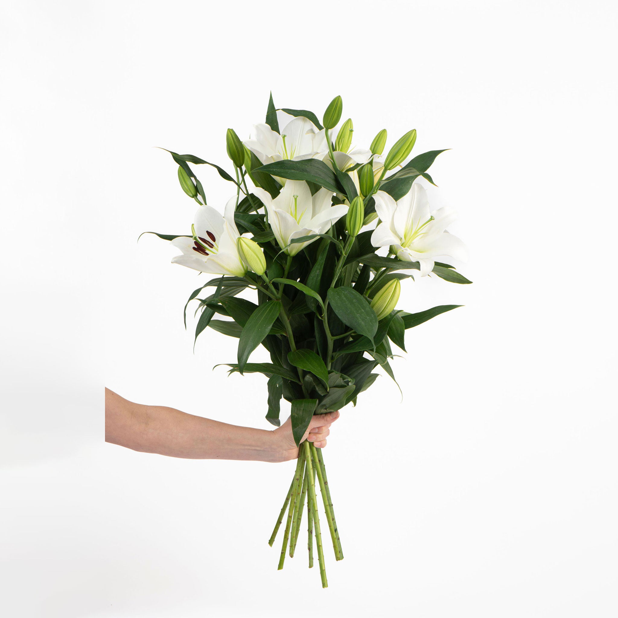 FRESHLY CUT LILIES: White