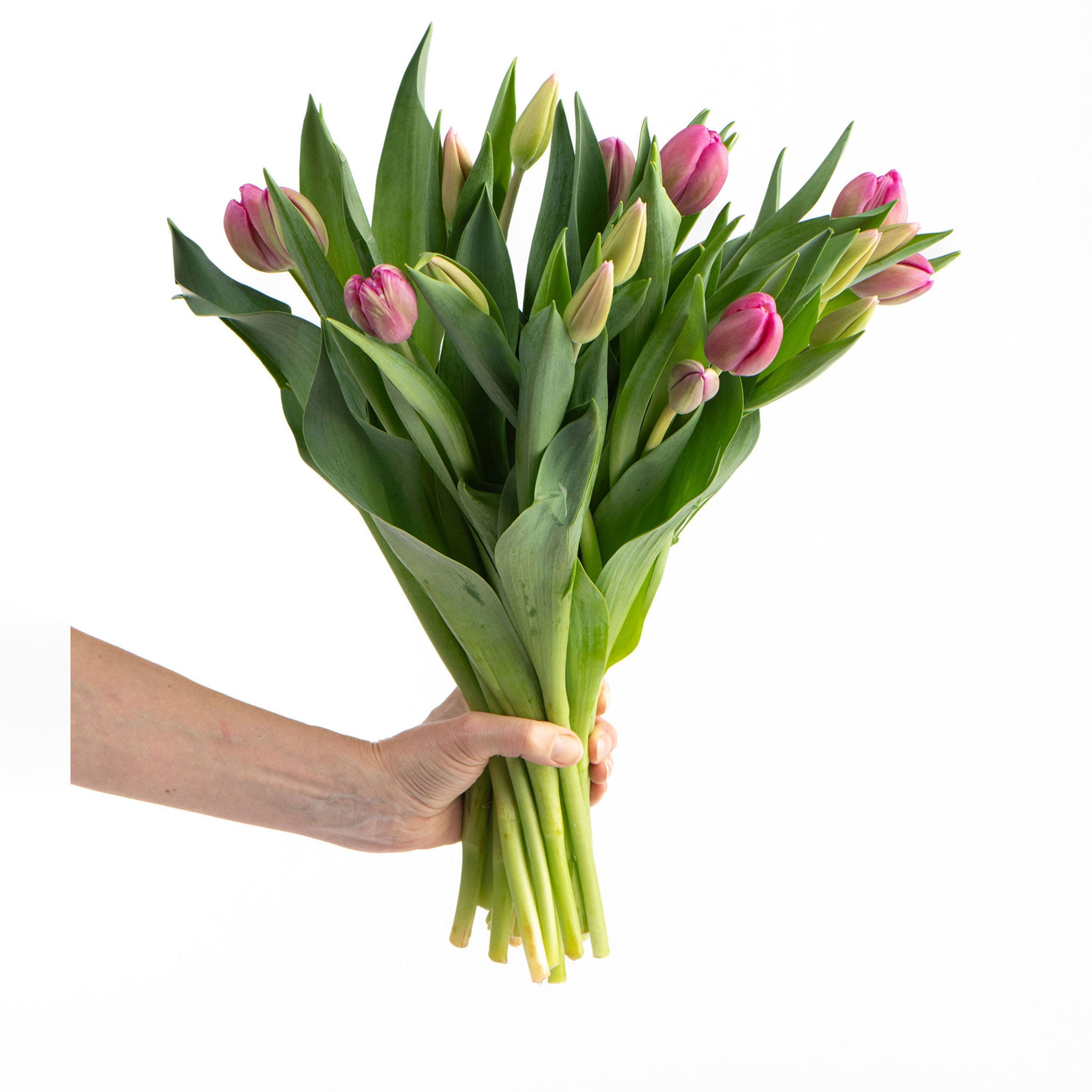 FRESHLY CUT TULIPS: Soft & Pretty