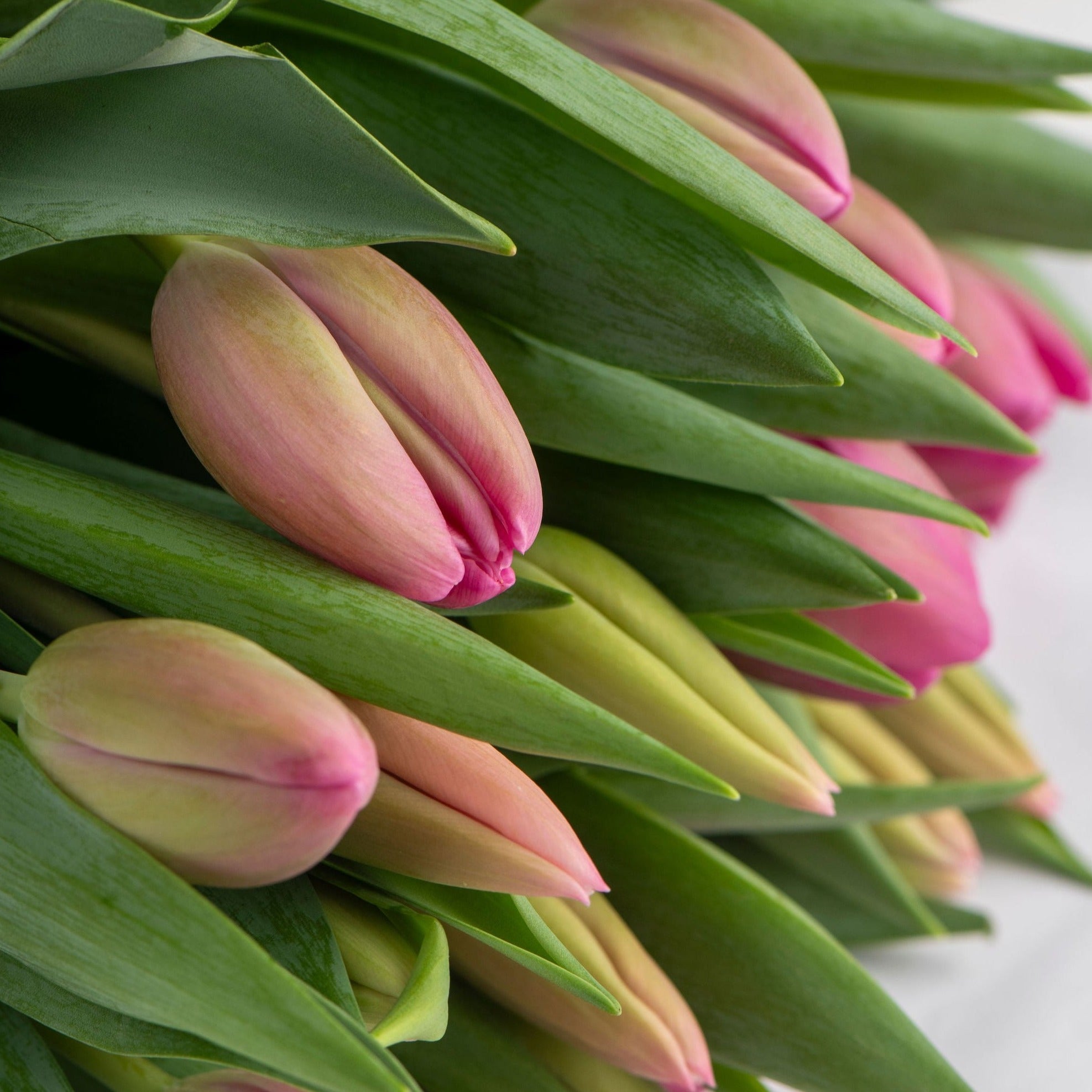FRESHLY CUT TULIPS: Soft & Pretty