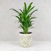 GOLDEN PALM VINTAGE POT: Green