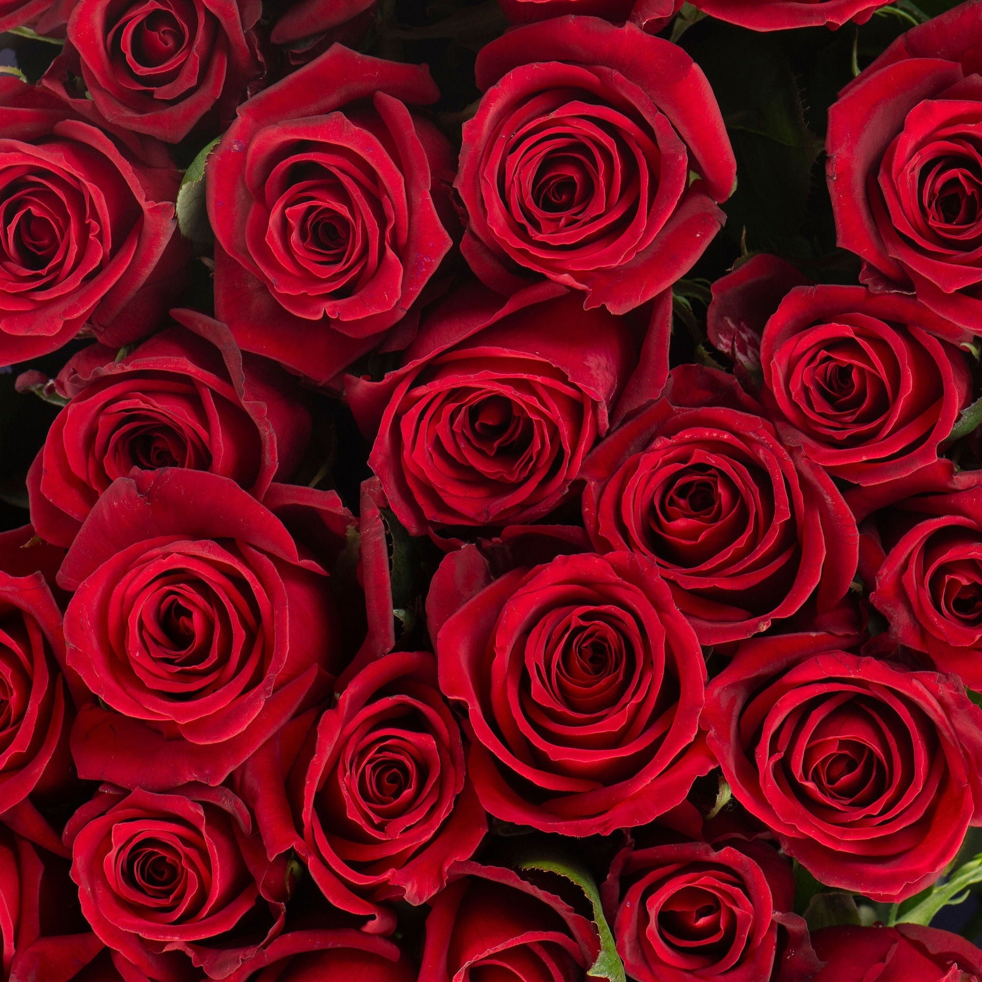 LONG STEM RED ROSES