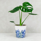 MONSTERA VINTAGE POT: Blue