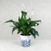 PEACE LILY VINTAGE POT: Blue