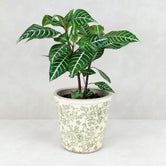 ZEBRA PLANT VINTAGE POT: Green